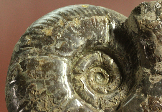 アクロバティックな母岩にドキっとする北海道産アンモナイト(Ammonite)(その11)