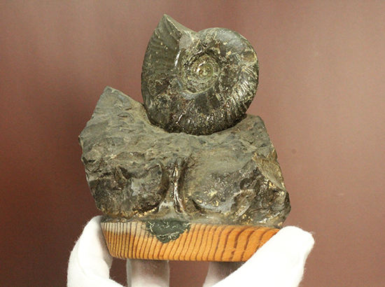アクロバティックな母岩にドキっとする北海道産アンモナイト(Ammonite)(その12)