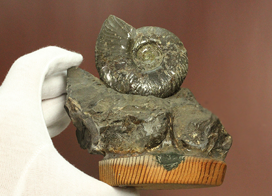アクロバティックな母岩にドキっとする北海道産アンモナイト(Ammonite)（その13）