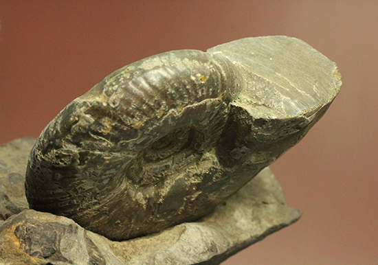 アクロバティックな母岩にドキっとする北海道産アンモナイト(Ammonite)（その14）