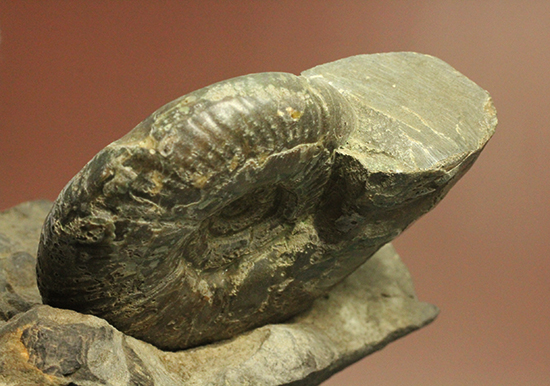 アクロバティックな母岩にドキっとする北海道産アンモナイト(Ammonite)(その14)