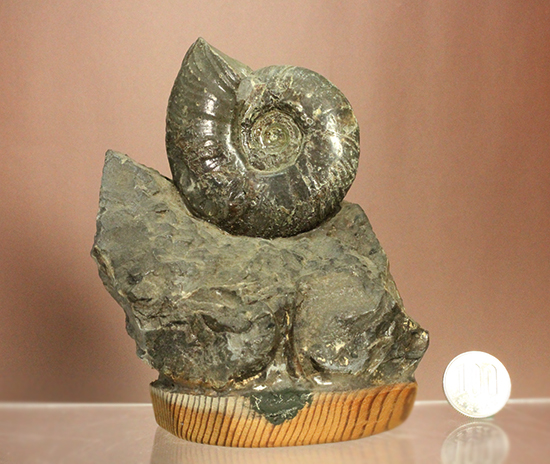 アクロバティックな母岩にドキっとする北海道産アンモナイト(Ammonite)(その16)