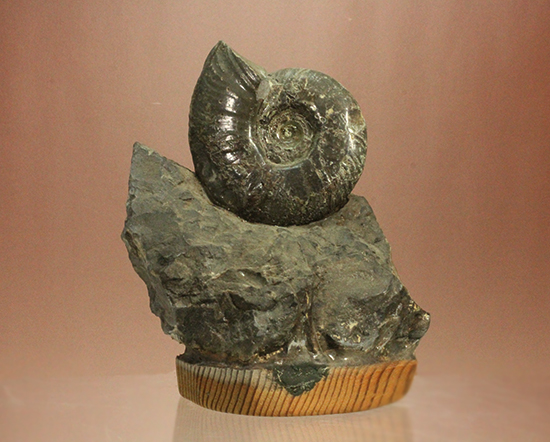 アクロバティックな母岩にドキっとする北海道産アンモナイト(Ammonite)（その2）