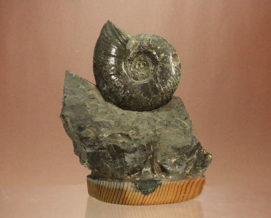 アクロバティックな母岩にドキっとする北海道産アンモナイト(Ammonite)(その2)