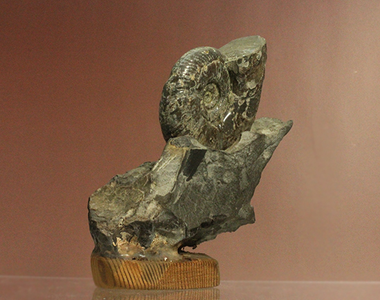 アクロバティックな母岩にドキっとする北海道産アンモナイト(Ammonite)（その3）