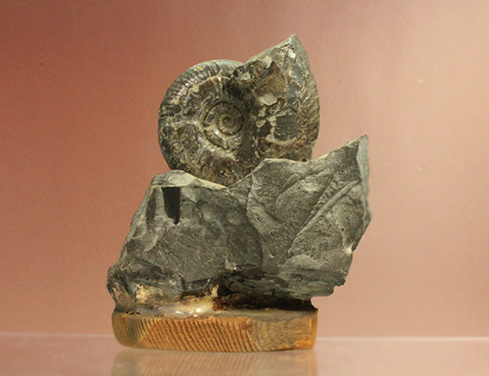 アクロバティックな母岩にドキっとする北海道産アンモナイト(Ammonite)（その4）