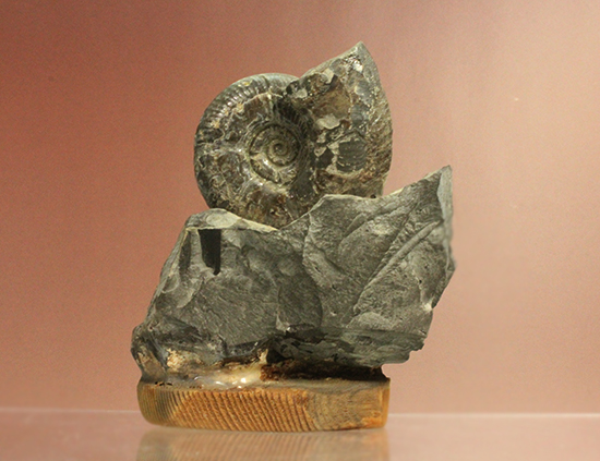 アクロバティックな母岩にドキっとする北海道産アンモナイト(Ammonite)(その4)