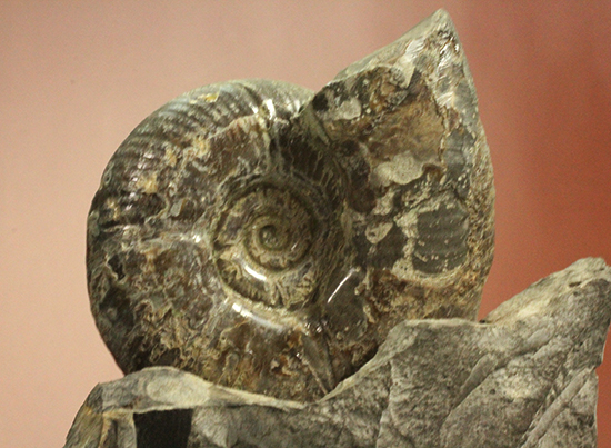 アクロバティックな母岩にドキっとする北海道産アンモナイト(Ammonite)(その5)