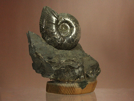 アクロバティックな母岩にドキっとする北海道産アンモナイト(Ammonite)(その6)