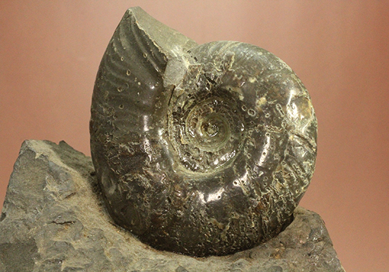 アクロバティックな母岩にドキっとする北海道産アンモナイト(Ammonite)(その7)