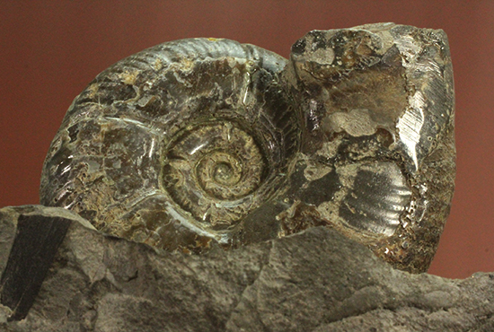 アクロバティックな母岩にドキっとする北海道産アンモナイト(Ammonite)（その8）