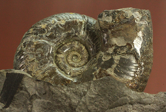 アクロバティックな母岩にドキっとする北海道産アンモナイト(Ammonite)(その8)