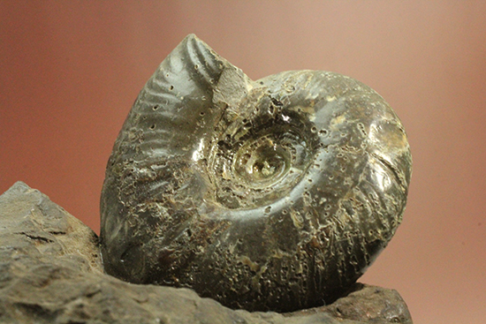 アクロバティックな母岩にドキっとする北海道産アンモナイト(Ammonite)（その9）