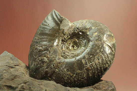 アクロバティックな母岩にドキっとする北海道産アンモナイト(Ammonite)(その9)