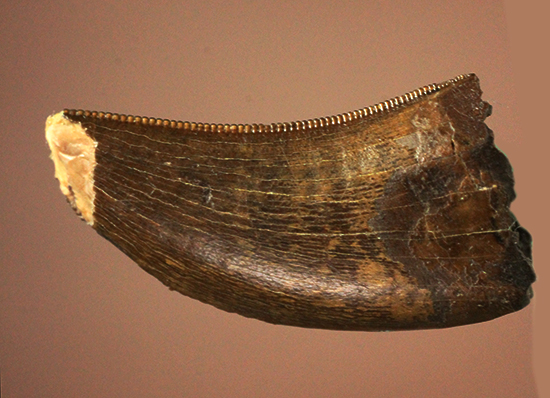 鳥肌の立つインナーセレーション！ティラノサウルス・レックスの幼体の歯化石（その7）
