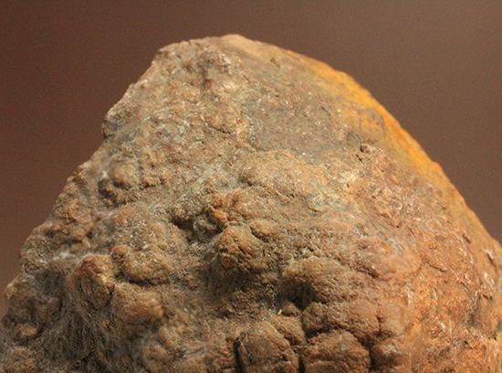 サプライズプレゼントにも!恐竜のウンチ化石コプロライト(Coprolite)(その1)