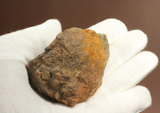 サプライズプレゼントにも！恐竜のウンチ化石コプロライト(Coprolite