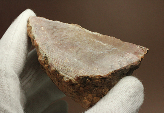 サプライズプレゼントにも!恐竜のウンチ化石コプロライト(Coprolite)(その3)