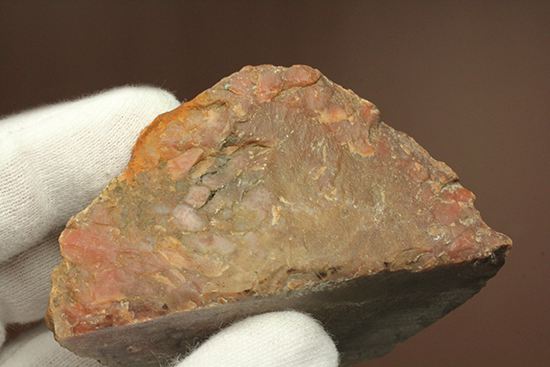 サプライズプレゼントにも！恐竜のウンチ化石コプロライト(Coprolite