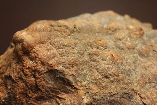 サプライズプレゼントにも！恐竜のウンチ化石コプロライト(Coprolite)（その5）