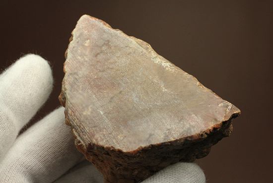 サプライズプレゼントにも!恐竜のウンチ化石コプロライト(Coprolite)(その6)