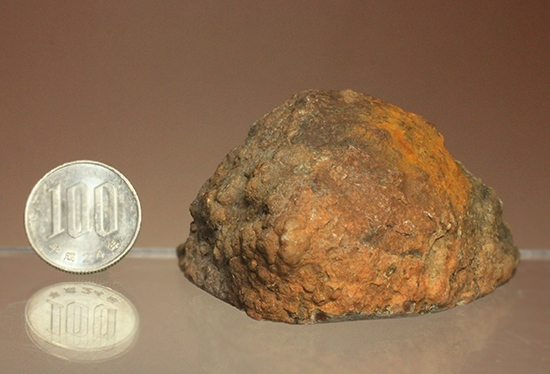 サプライズプレゼントにも！恐竜のウンチ化石コプロライト(Coprolite