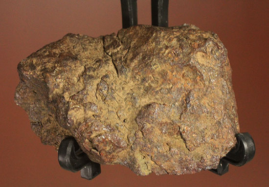 天体同士の衝突によって生まれた最も有名なメソシデライトの一つ「ヴァカ・ムエルタ隕石(Vaca Muerta) 」(その12)