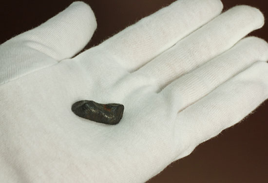 １９３７年オーストラリアで発見された鉄隕石ボックスホール鉄隕石（その7）