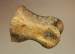 保存状態完璧！珍しいティラノサウルス科幼体の足指の化石