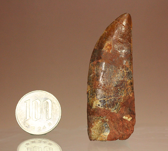 アフリカのt-rexことカルカロドントサウルスの歯化石 恐竜 販売