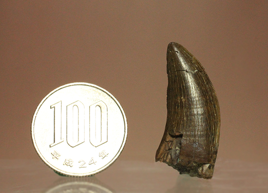 ロングカーブ計測37mm、抜群のアウターセレーションを有するティラノサウルス・レックスの幼体歯（その11）