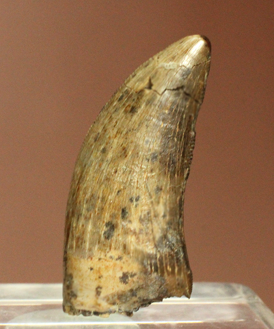 ロングカーブ計測37mm、抜群のアウターセレーションを有するティラノサウルス・レックスの幼体歯（その2）