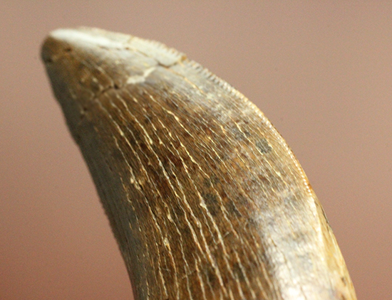 ロングカーブ計測37mm、抜群のアウターセレーションを有するティラノサウルス・レックスの幼体歯（その4）