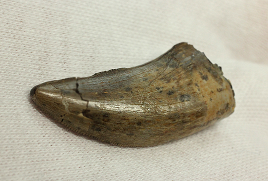ロングカーブ計測37mm、抜群のアウターセレーションを有するティラノサウルス・レックスの幼体歯（その6）