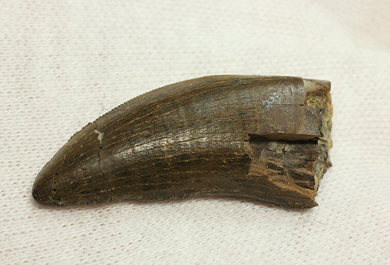 ロングカーブ計測37mm、抜群のアウターセレーションを有するティラノサウルス・レックスの幼体歯（その8）