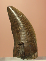 ロングカーブ計測37mm、抜群のアウターセレーションを有するティラノサウルス・レックスの幼体歯