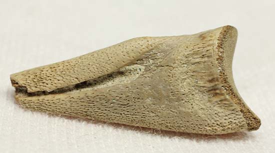 ダチョウ恐竜ことストルティオミムス後肢の爪化石（その12）
