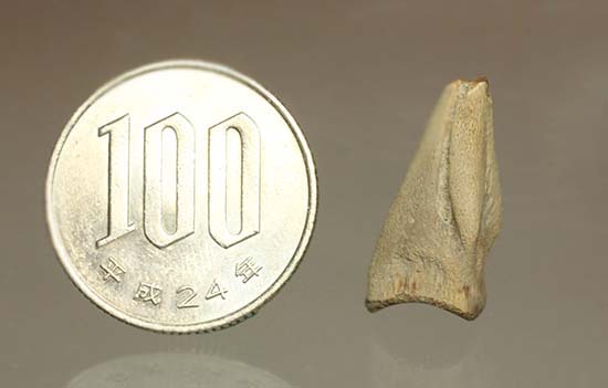 ダチョウ恐竜ことストルティオミムス後肢の爪化石（その14）