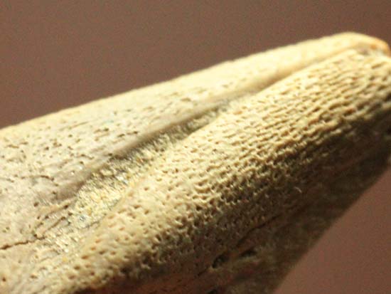 ダチョウ恐竜ことストルティオミムス後肢の爪化石（その8）