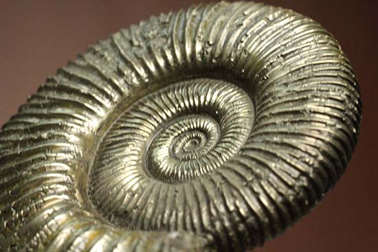 イングランド産アンモナイト化石 Ammonite Dactylioceras