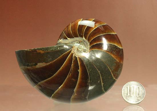これぞ典型的なオウムガイの化石！正統派コレクションを目指す貴方に！（その16）