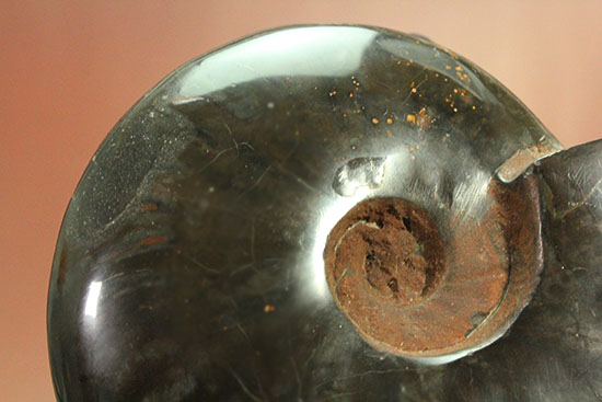 コレクター垂涎のレア標本、ブラック一色に包まれた?マダガスカル産