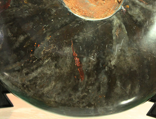 コレクター垂涎のレア標本、ブラック一色に包まれた?マダガスカル産クレオニセラス（その5）