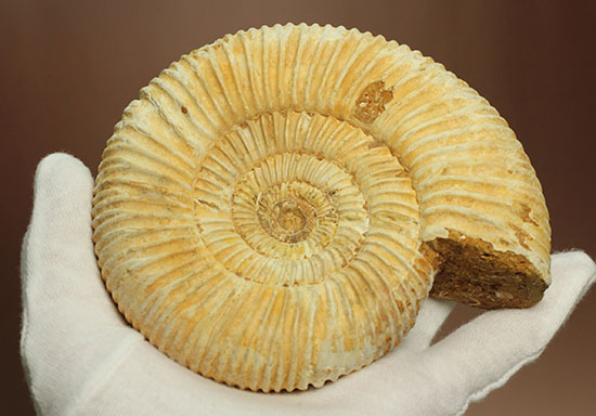 アンモナイトコレクションの代表種！直径１２センチのマダガスカル産ペリスフィンクテス（その12）