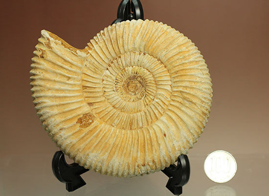 アンモナイトコレクションの代表種！直径１２センチのマダガスカル産ペリスフィンクテス（その16）