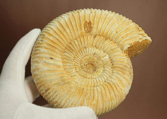 アンモナイトコレクションの代表種！直径１２センチのマダガスカル産ペリスフィンクテス（その9）