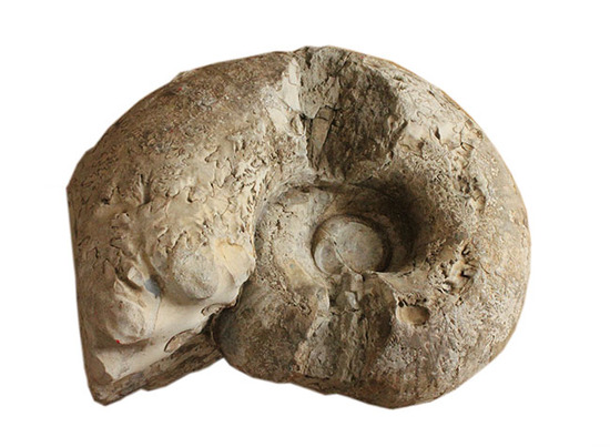 超特大！約9200万年前の北海道アンモナイトメソプゾシア・パシフィカ(Mesopuzosia pacifica)　（その3）