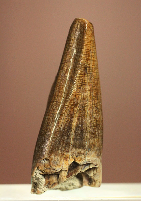 アルバートサウルスの希少な前上顎骨歯（その1）