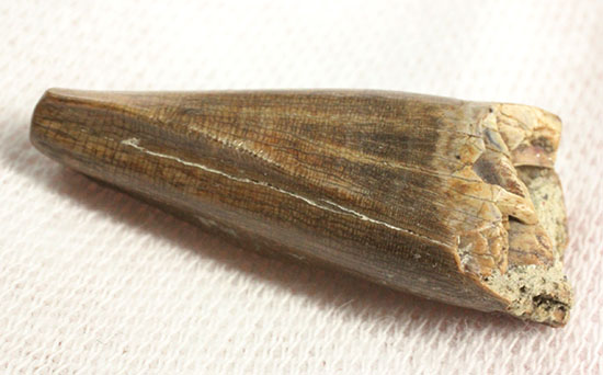 アルバートサウルスの希少な前上顎骨歯（その10）