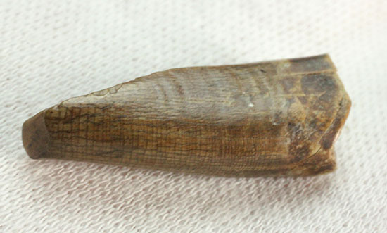 アルバートサウルスの希少な前上顎骨歯（その12）